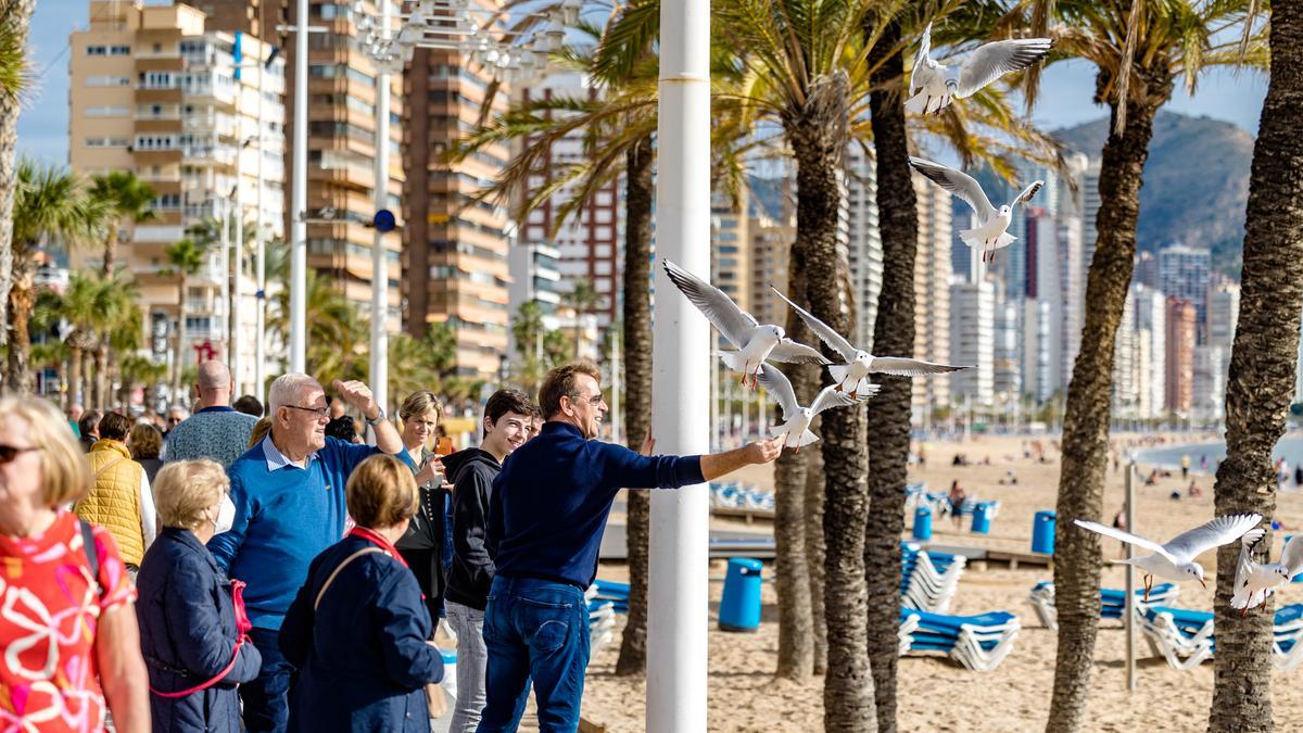 Un turista alimenta a unos turistas en la playa de Levante de Benidorm