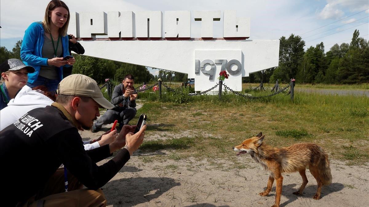 zentauroepp48471008 visitors take pictures of a fox in the abandoned city of pri190604171043
