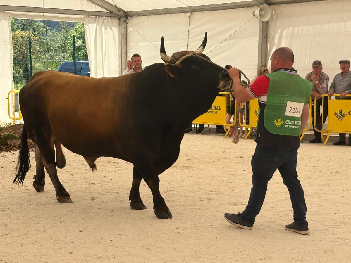 "Pantero", gran campeón de tipo normal, desfila en la pista.