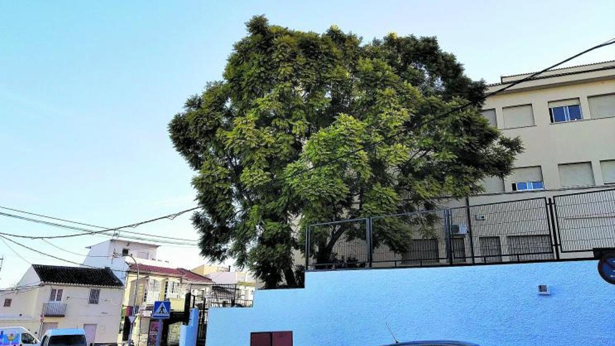 En la foto, la esplendorosa jacaranda del Instituto Jacaranda de Churriana, un árbol que, pese a no encontrarse en estos momentos en floración, ofrece su precioso porte en mitad del casco antiguo de este antiguo pueblo, anexionado a Málaga capital en 1905. Al encontrarse a más altura que la calle, el efecto es todavía más bonito. Y como pasa en media Málaga, el día en que desaparezcan los cables aéreos de telefonía y electricidad el efecto será todavía más hermoso.