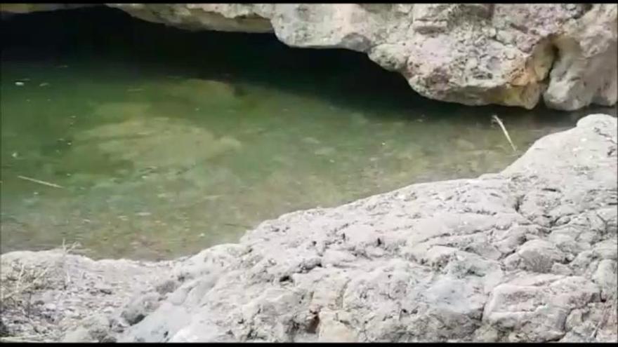 El agua vuelve a brotar de la fuente del río Mula