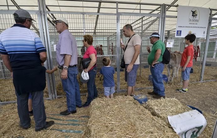 ARUCAS GRAN CANARIA A 27/05/2017. Feria de Ganado en la Granja del Cabildo de Gran Canaria. FOTO: J.PÉREZ CURBELO