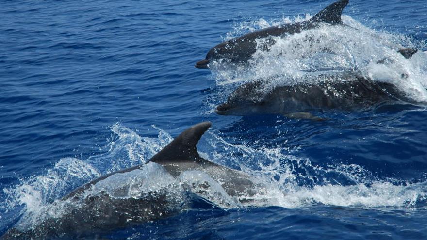 Dofins en una imatge d&#039;arixu al Port de la Selva