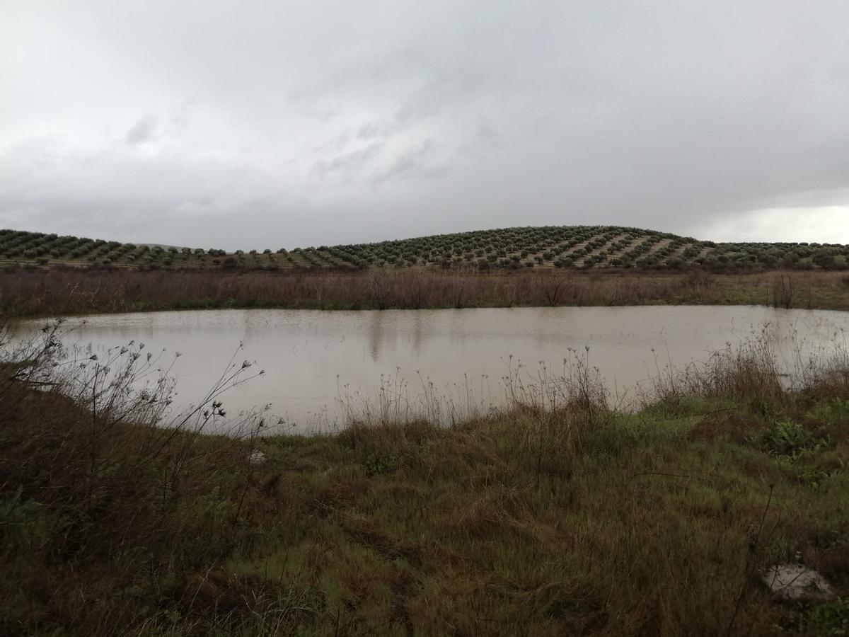 Laguna de la Quinta en Baena, en una imagen tomada la semana pasada.