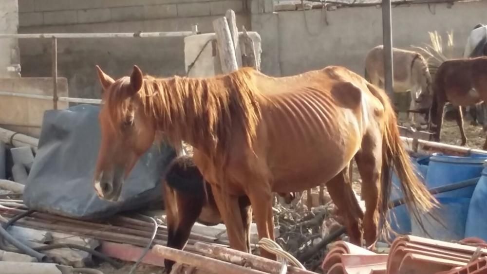 Denuncia de maltrato animal en una granja de Lorca