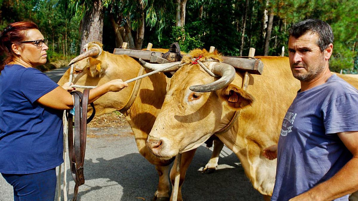 Los bueyes de 1.500 kilos cada uno llamaron la atención en la Mostra de Baión.