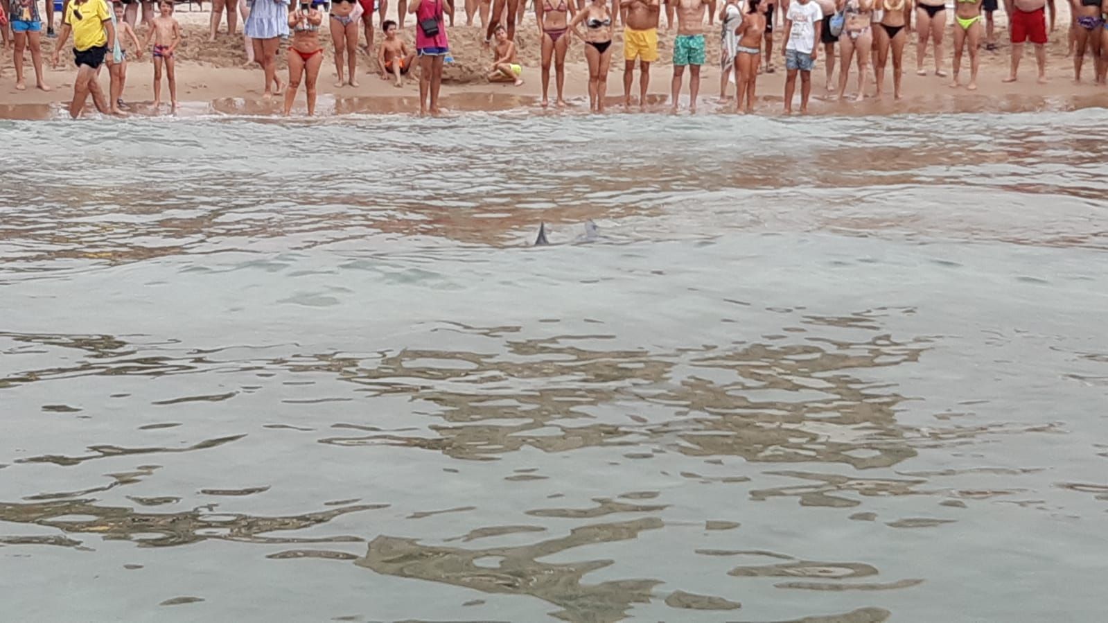 Aparece un tiburón de dos metros en Benidorm