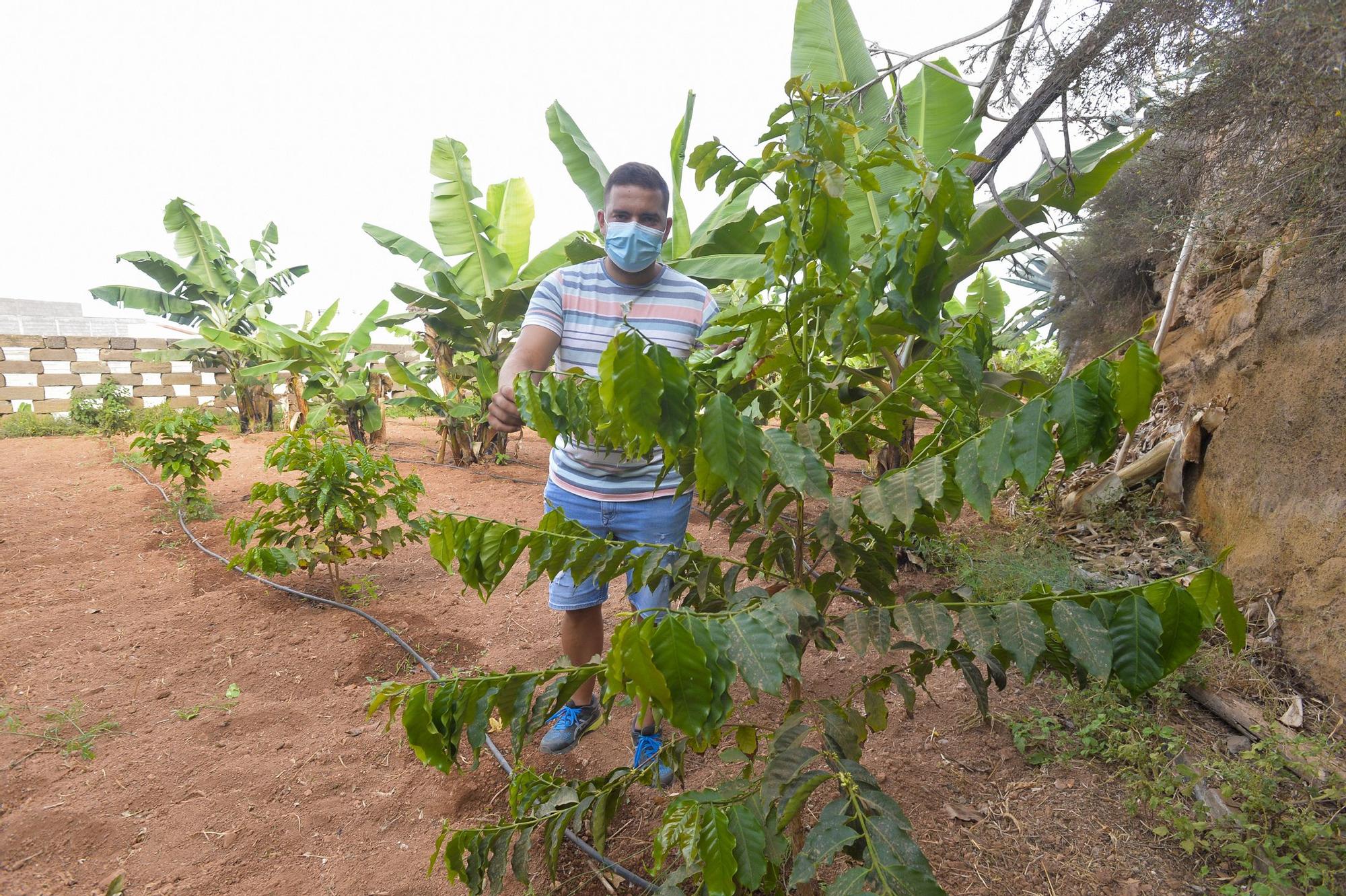 Plantación de café de la finca El Calvario, en Guía