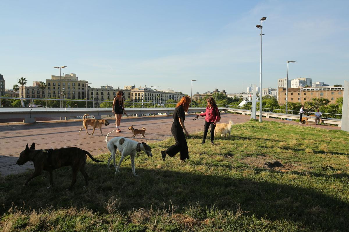 Firmes per ressituar l’àrea per a gossos solts del Moll de la Fusta