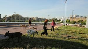 Firmes per ressituar l’àrea per a gossos solts del Moll de la Fusta