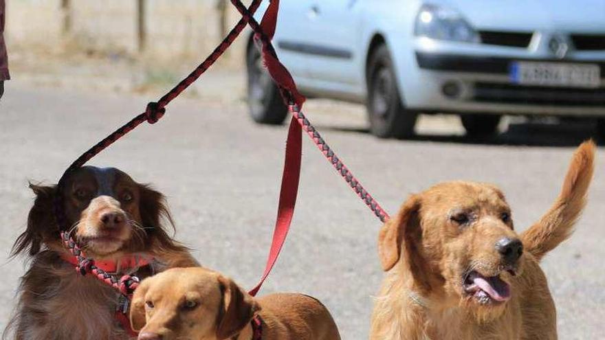 Algunos perros de Scooby Zamora durante un paseo.