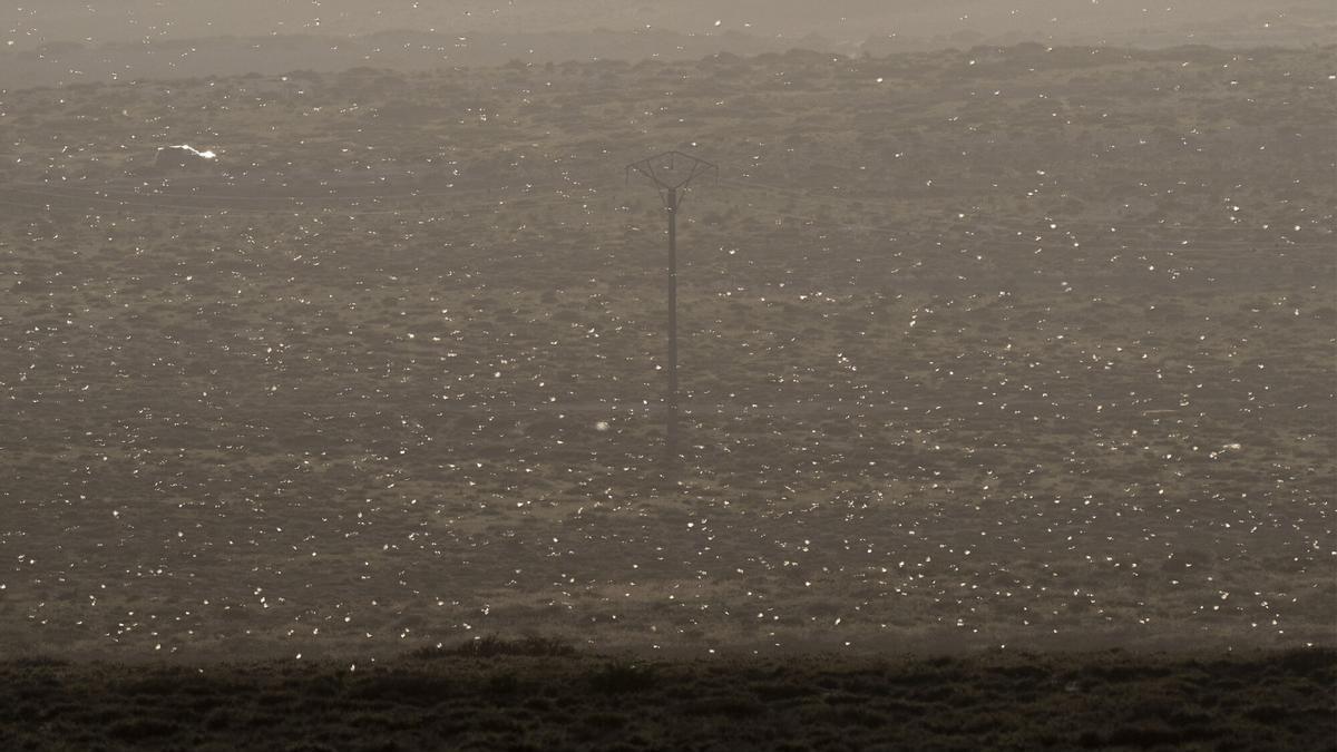 El Cabildo de Lanzarote sigue de cerca el enjambre de langostas en Lanzarote: “Las próximas 48 horas son clave”
