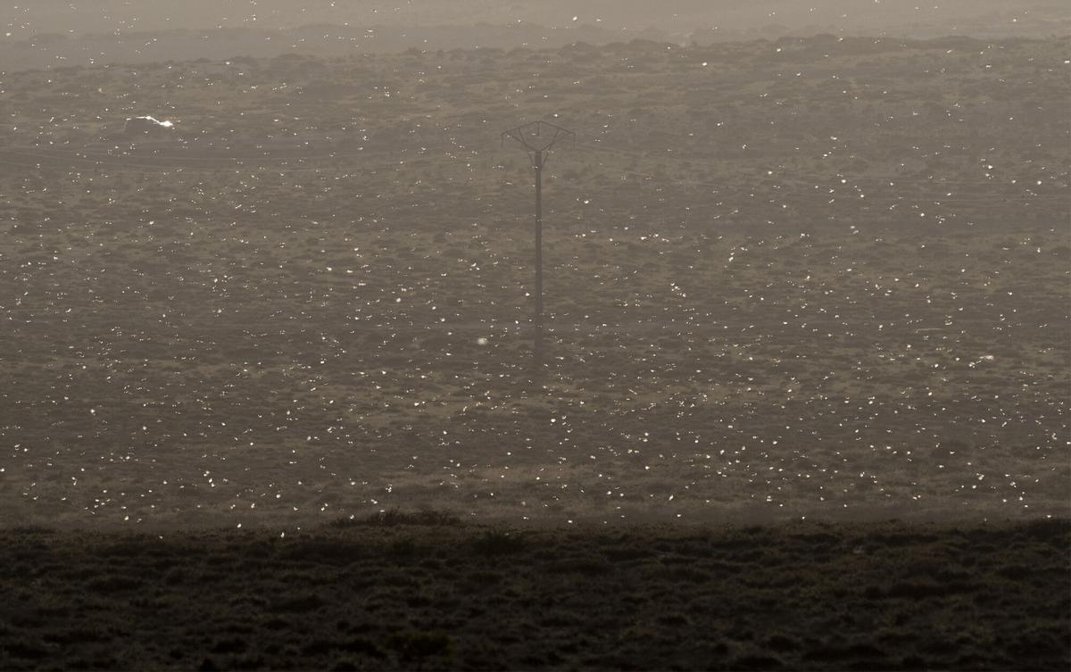 Ejemplares de langosta africana en Caleta de Famara (Lanzarote)