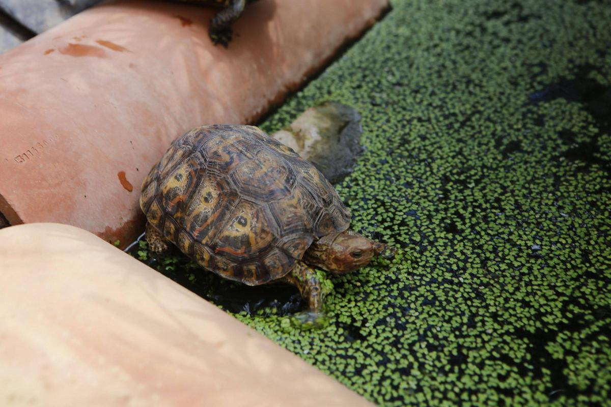 Una tortuga hallada en la finca de Llucmajor que fue inspeccionada por la Guardia Civil.