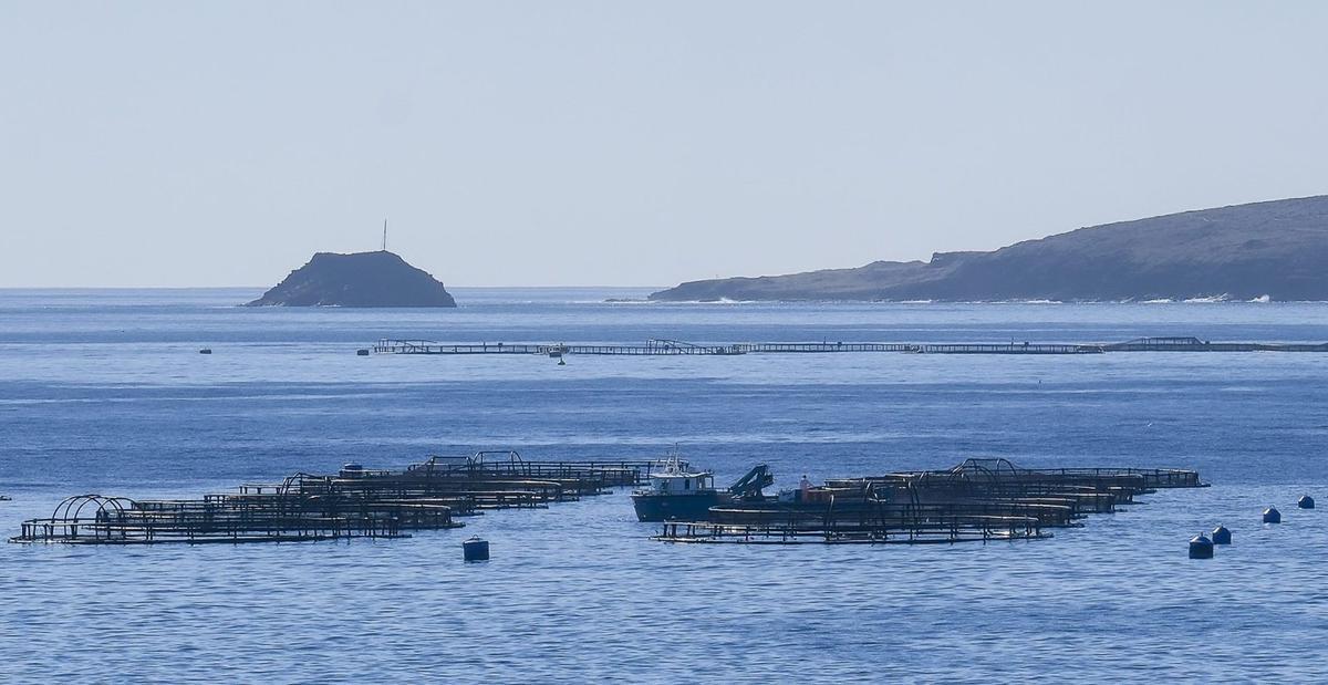 Imagen de las jaulas marinas ubicadas en la playa de Melenara. | ANDRÉS CRUZ