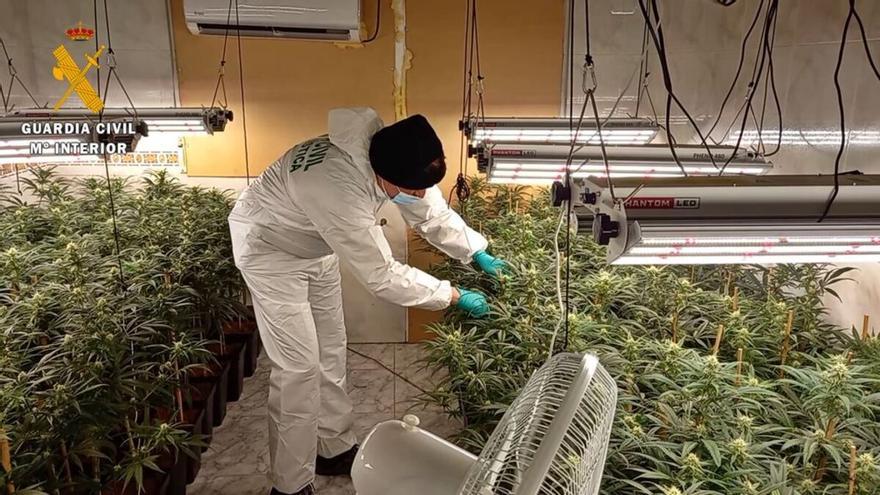 Cinco detenidos en Santa Amalia por cultivar 722 plantas de marihuana