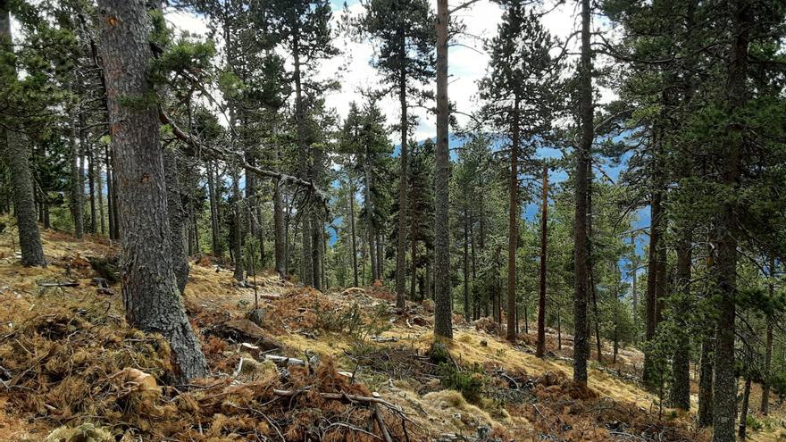 La Diputació de Girona destinarà 3,8 milions a accions per la prevenció d&#039;incendis i la millora de l&#039;eficiència energètica