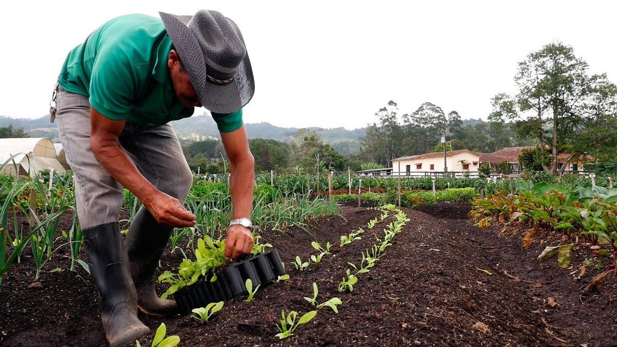 Cultivo biointensivo