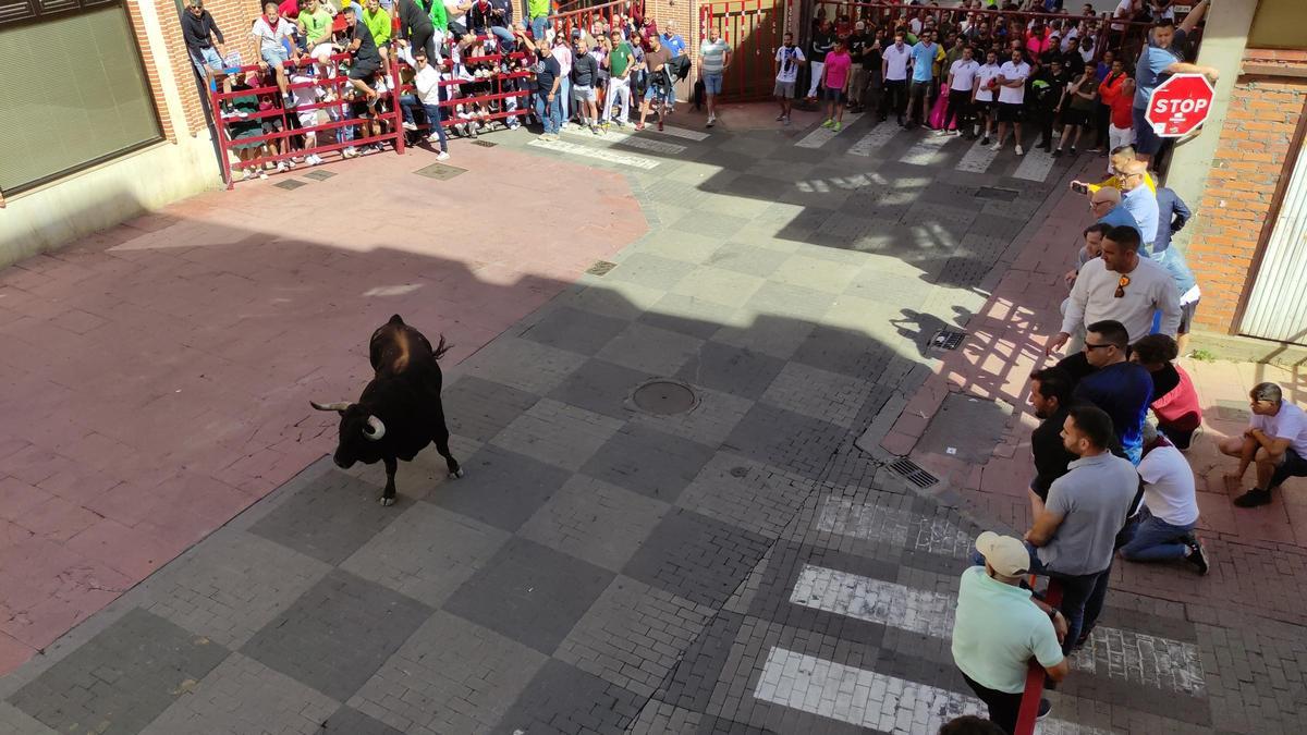 GALERÍA: El toro del cajón de La Reata, de las fiestas de Benavente, en imágenes