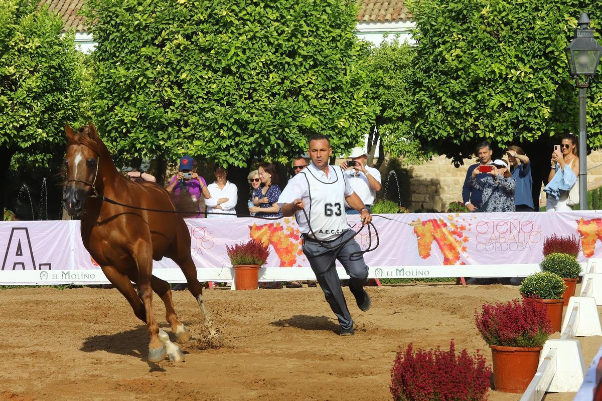 La última jornada del Otoño del Caballo en imágenes La última jornada del Otoño del Caballo en imágenes