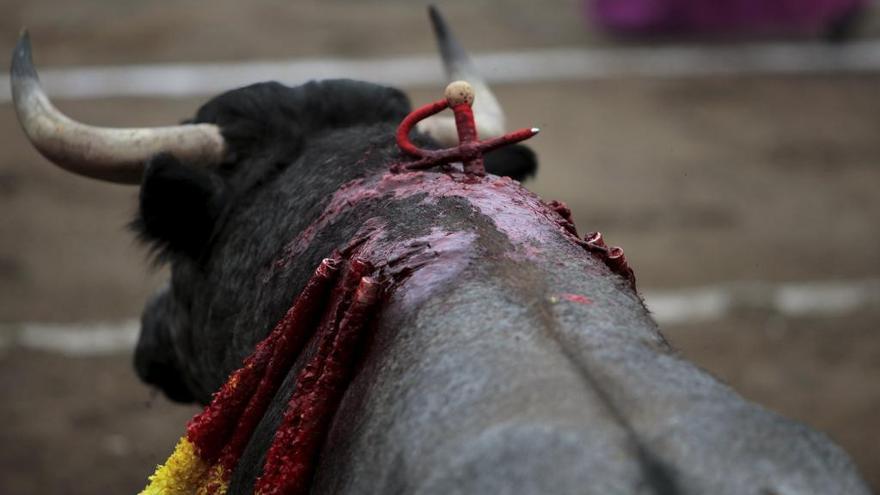 Un toro durante una corrida de toros // Stringer