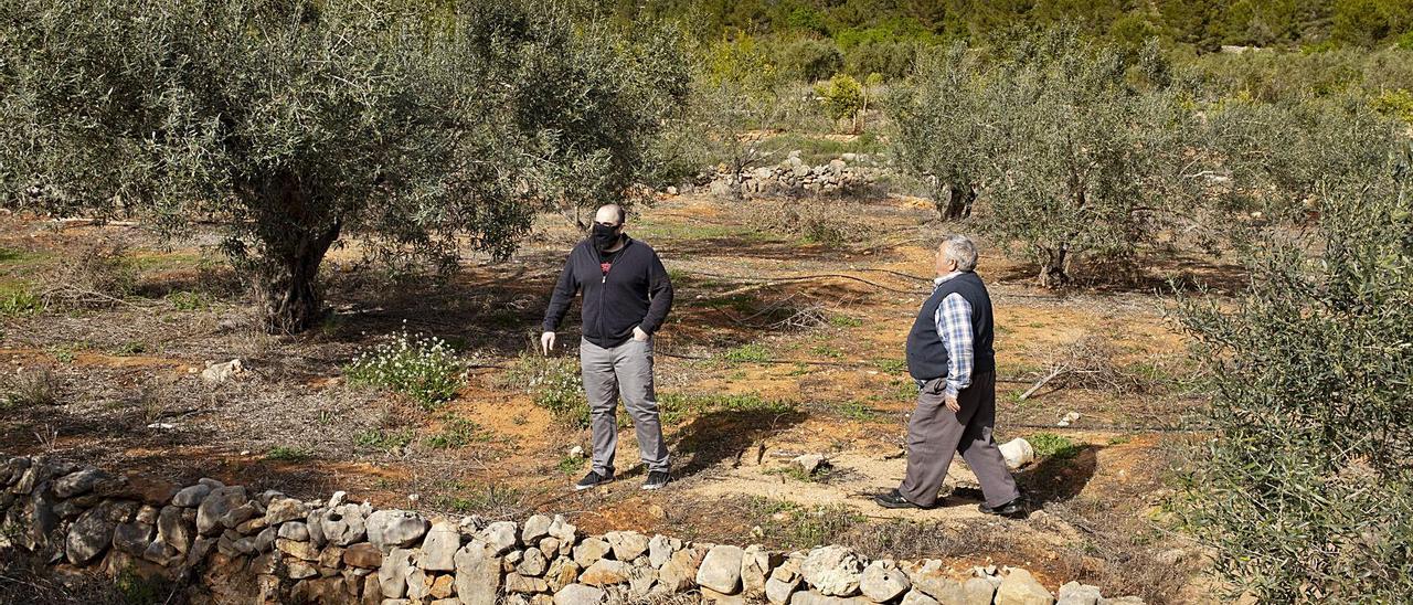 Propietarios de una finca de regadío, por la que han recibido ofertas de compra por parte de la promotora de la planta solar de Navarrés. | PERALES IBORRA