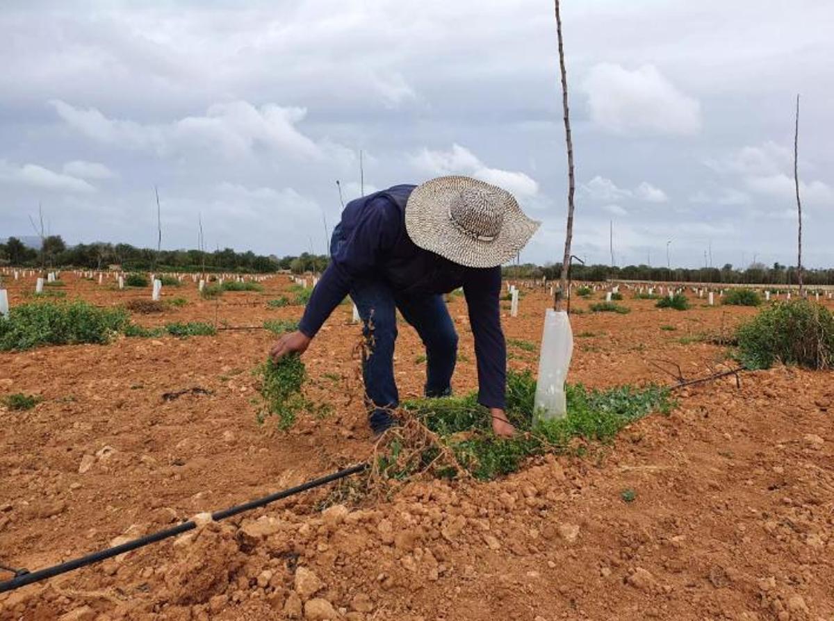 Un trabajador agrícola elimina maleza en un campo de Mallorca.