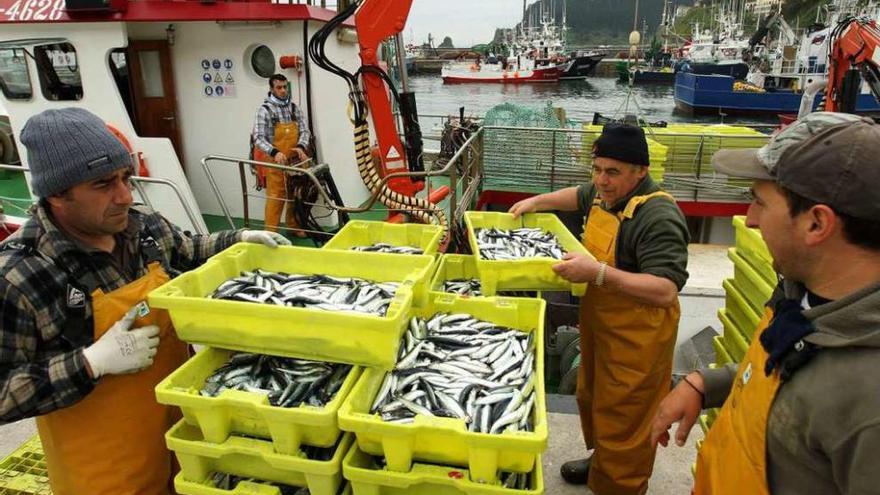 Varios marineros de cerco descargan cajas de anchoa en un puerto vasco.