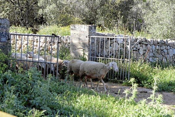 Eine Kooperative sorgt dafür, dass nur zertifiziertes Fleisch auf den Tellern landet.