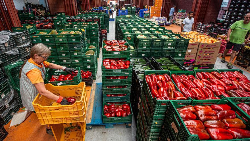 Los productos hortofrutícolas importados revientan el mercado y abocan a la ruina a la agricultura alicantina