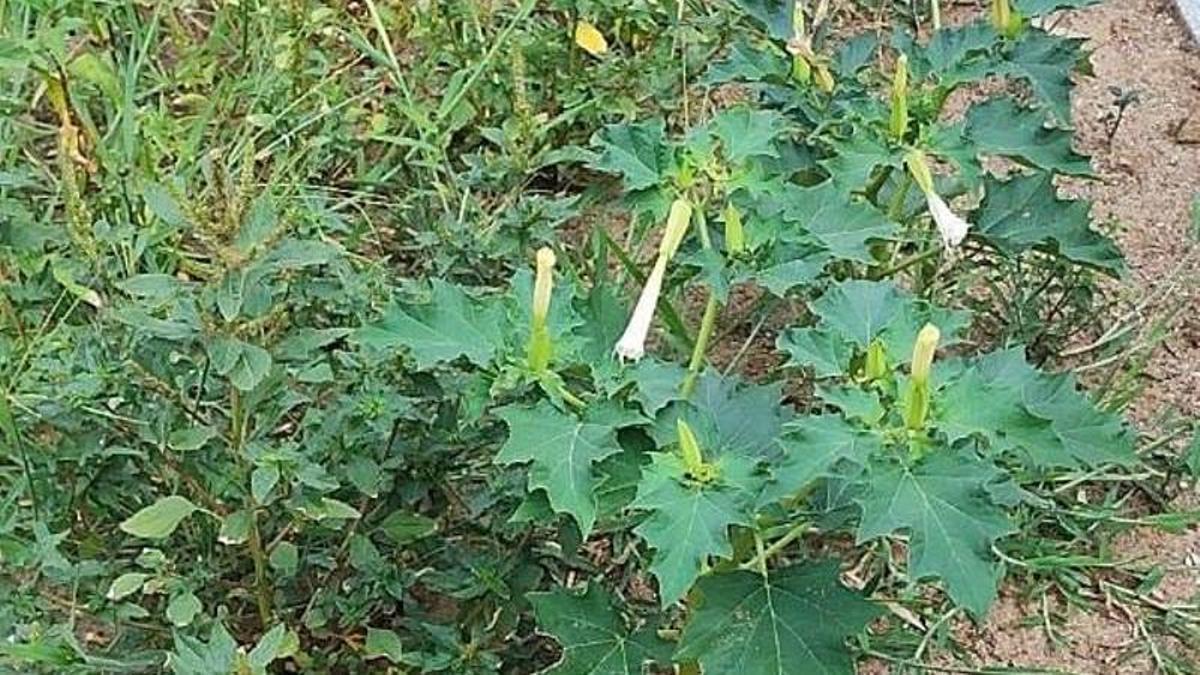 La planta de estramonio localizada en La Felguera