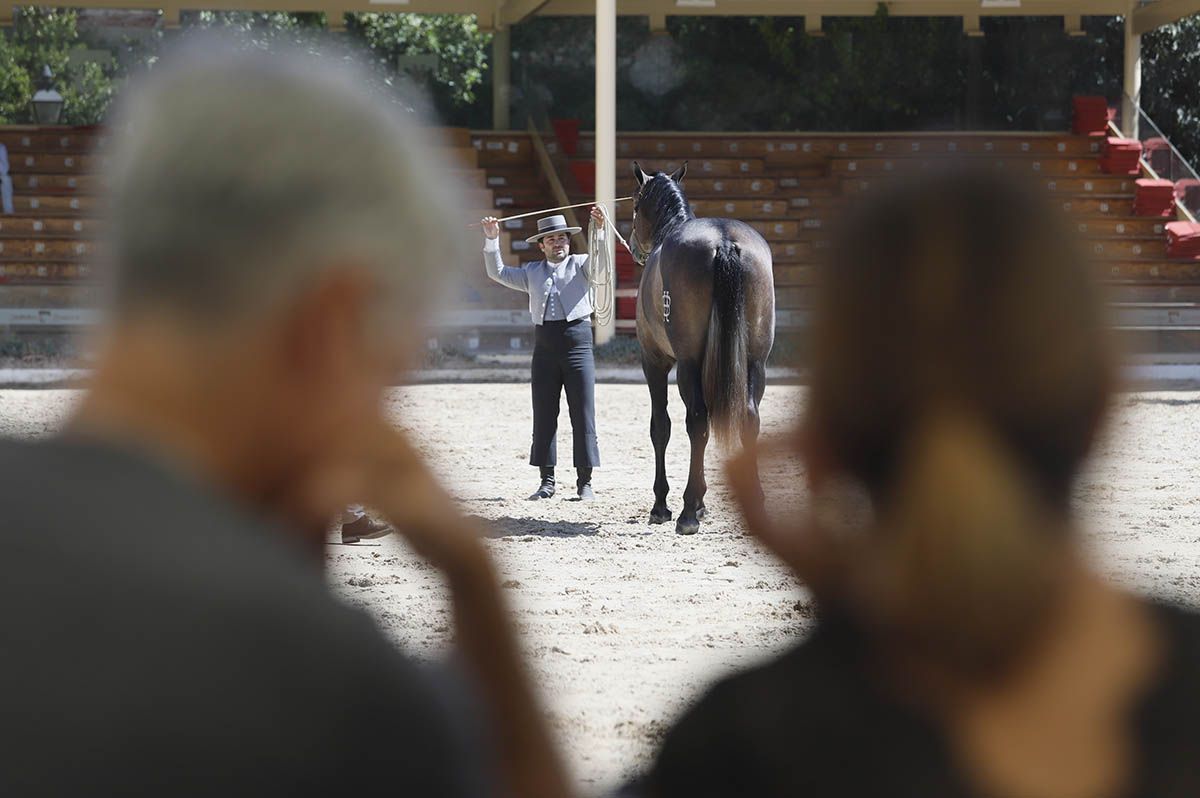 Concurso morfológico en Cabalcor