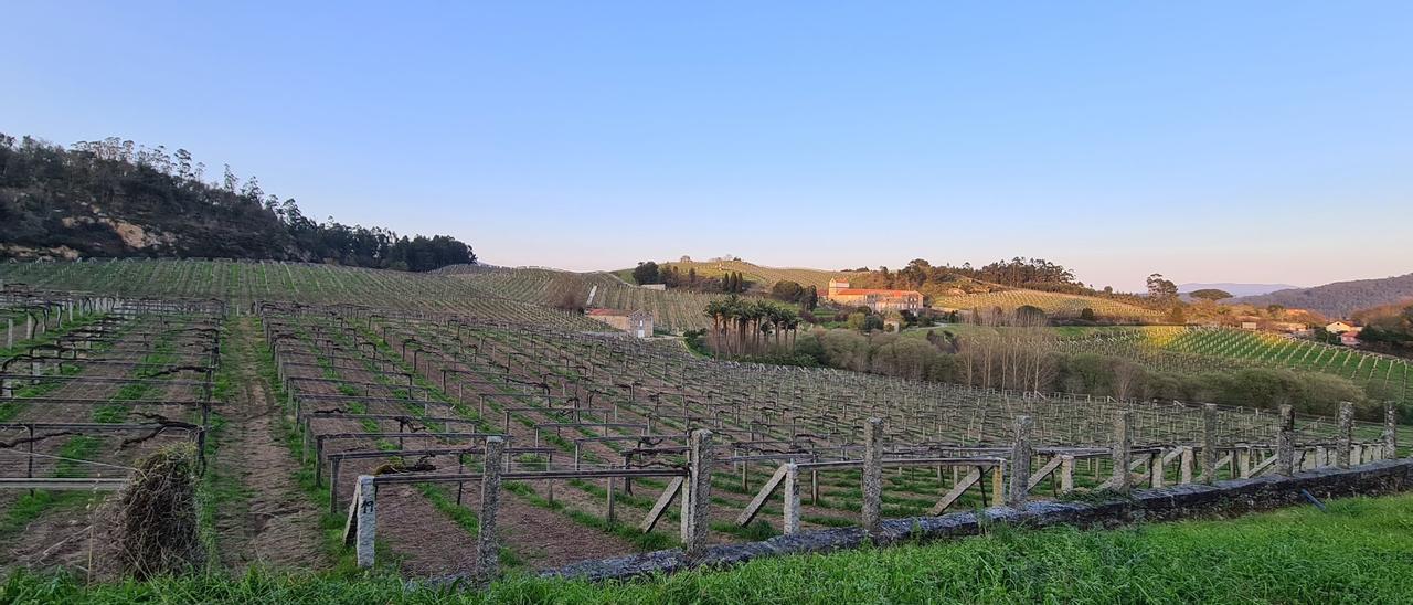 Imagen de los viñedos de Pazo Baión podados, lo cual permite observar la grandeza de la finca.