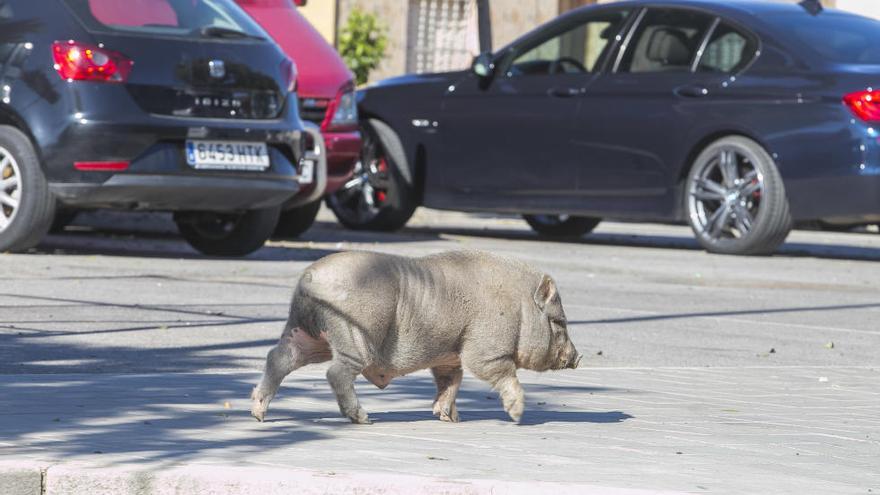 Cerdos vietnamitas en el entorno del Cementerio de Alicante