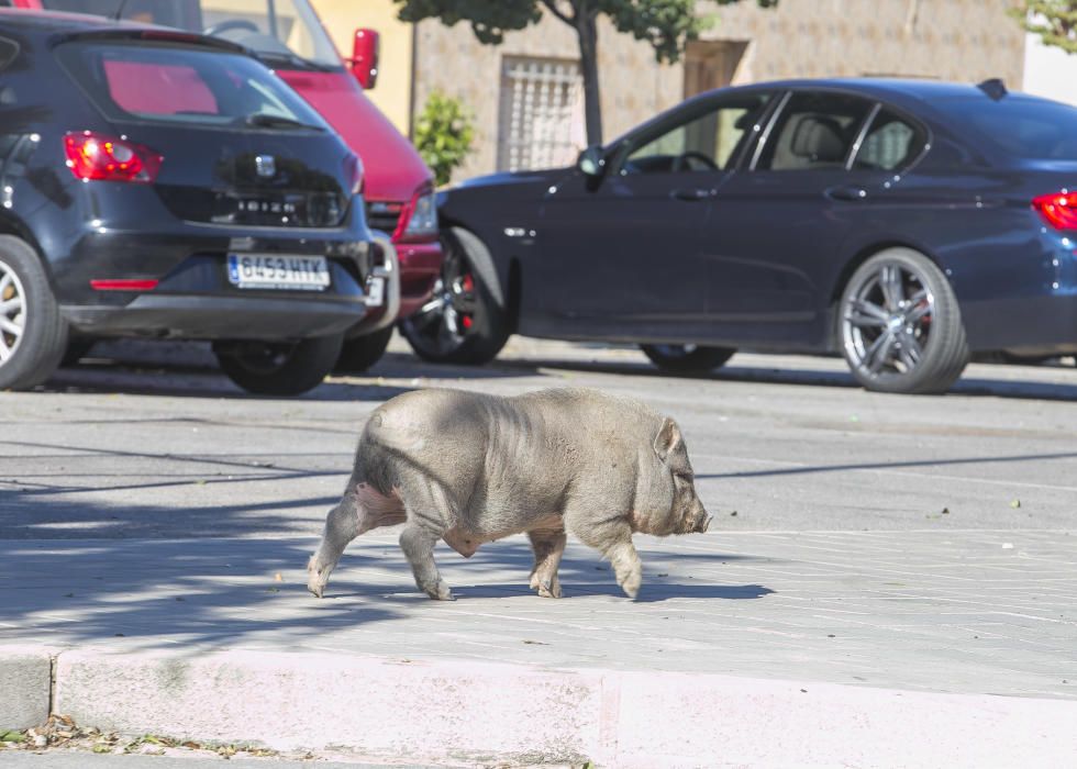 Cerdos vietnamitas en el entorno del Cementerio de Alicante