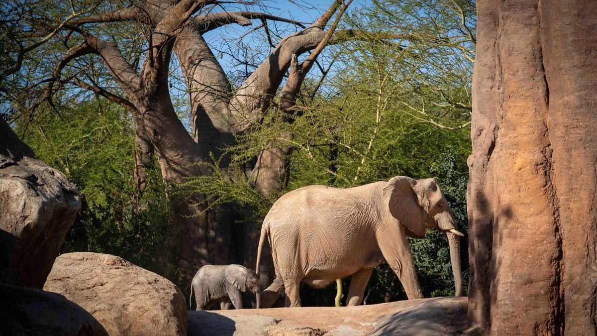 La cría de elefante nacida en Bioparc Valencia se llamará Malik por votación popular.