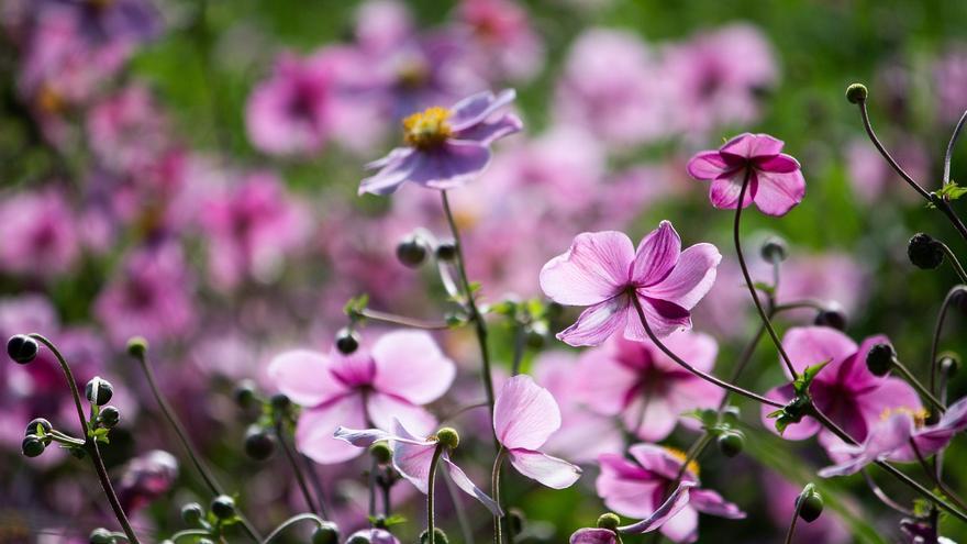 Las plantas de otoño con flor que no te puedes perder: ideales para tu salón o balcón