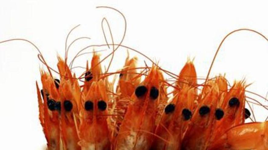 El langostino, ¿solo de Vinarós?