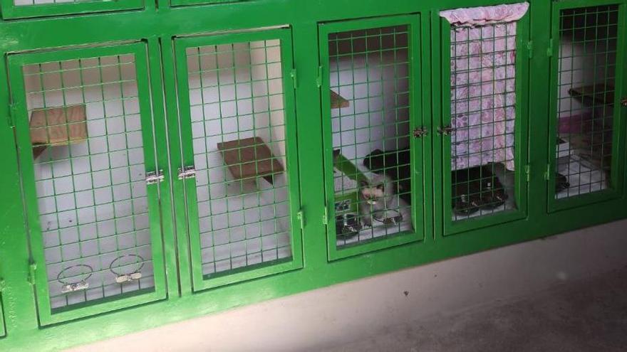 Nueva zona para gatos del refugio de animales de Buenavista del Norte