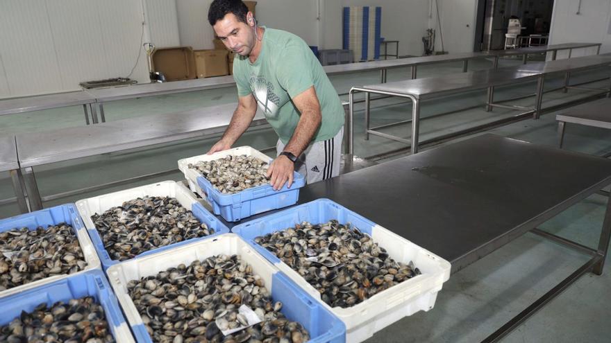 Japónica a 28 euros y babosa a 50: el marisco repunta en las lonjas en vísperas de Navidad