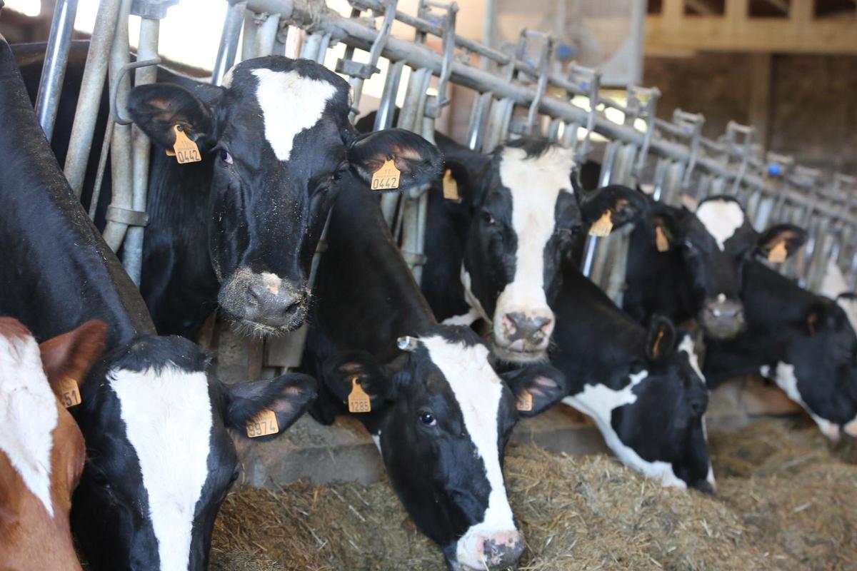 Granja de leche en O Deza