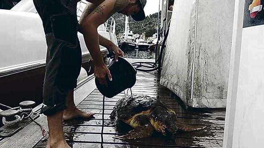 La tortuga ha sido trasladada al Palma Aquarium