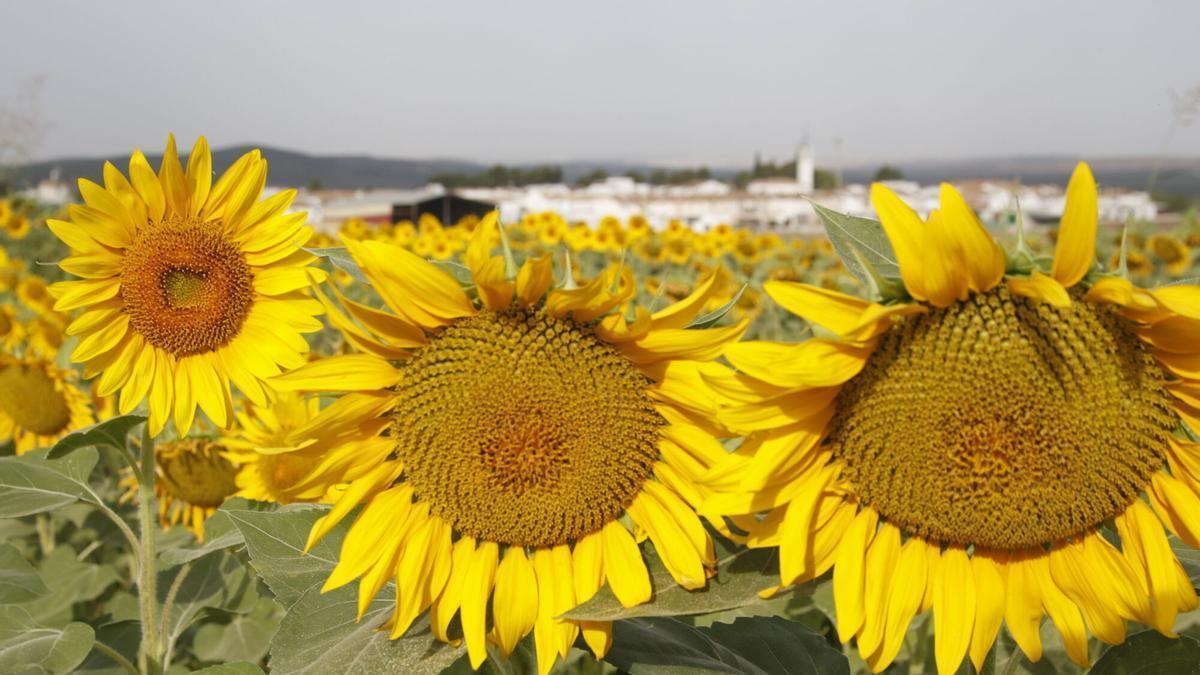 Cultivo de girasol en Córdoba. El crecimiento más destacado se ha dado en 'otras grasas y aceites vegetales', donde se incluye el aceite de girasol.