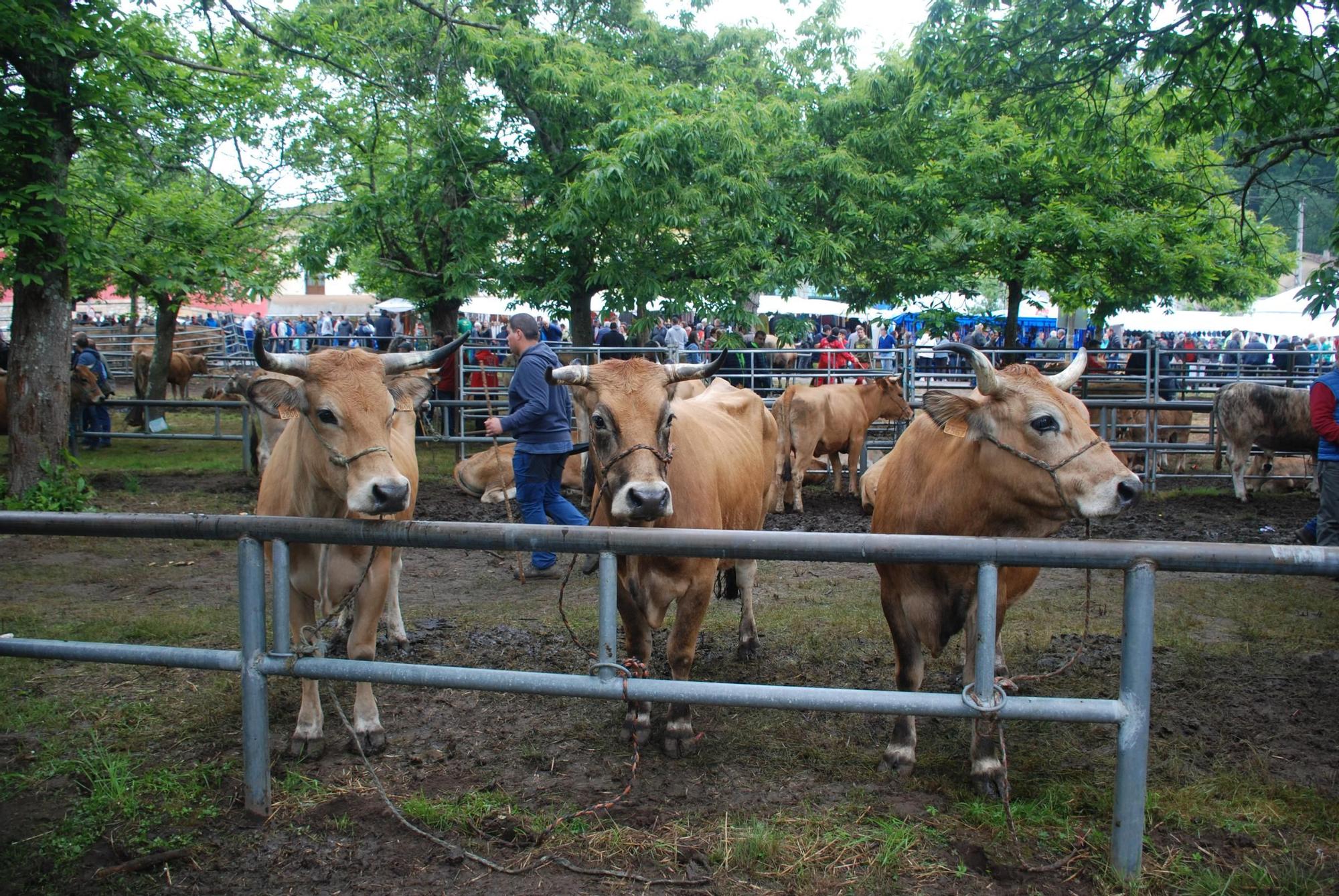 Feriona de Corao