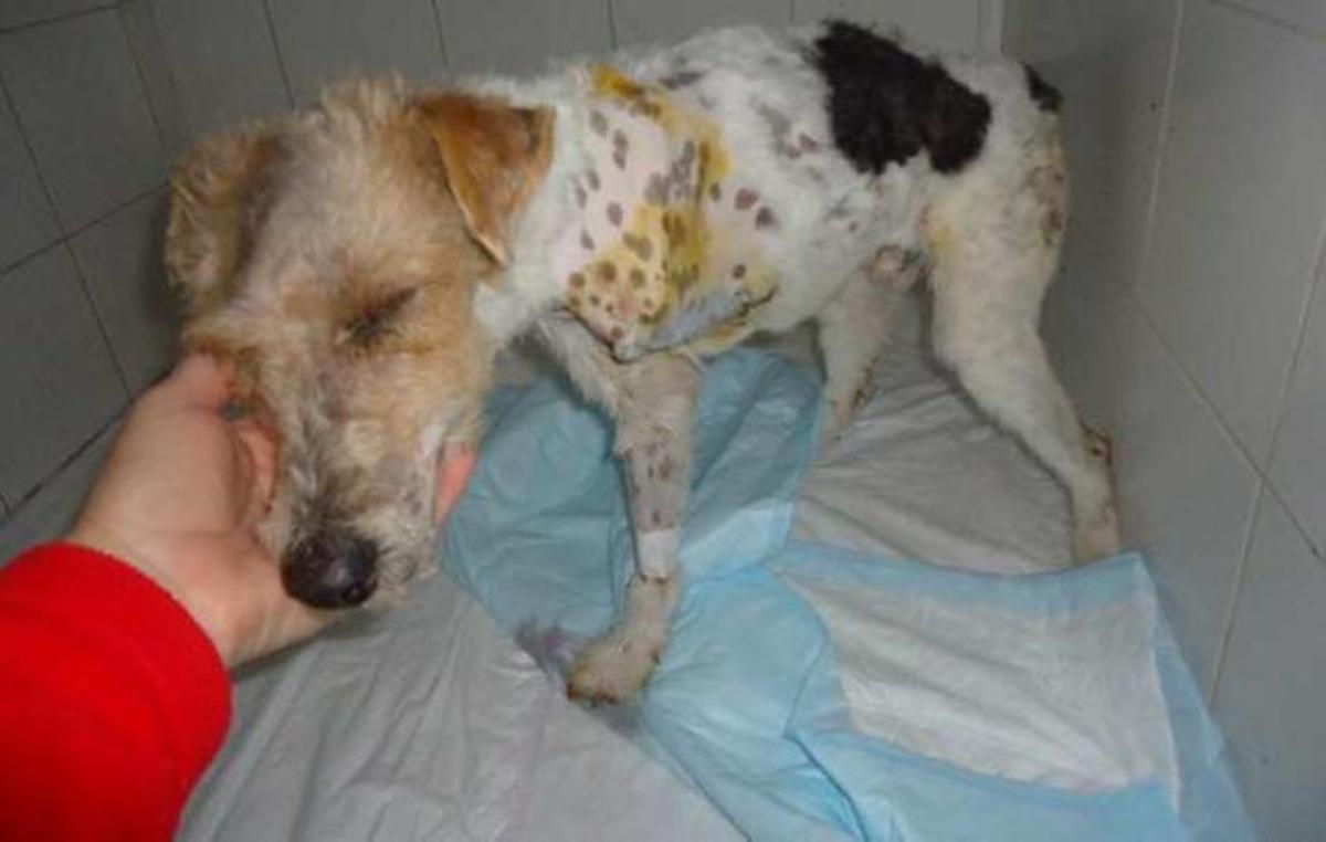 Aunque le han amputado una pata los veterinarios aseguran que podrá hacer vida normal.