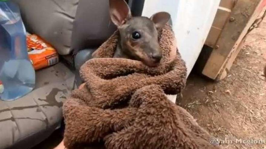El emotivo vídeo en el que un bombero rescata a un canguro bebé en Australia