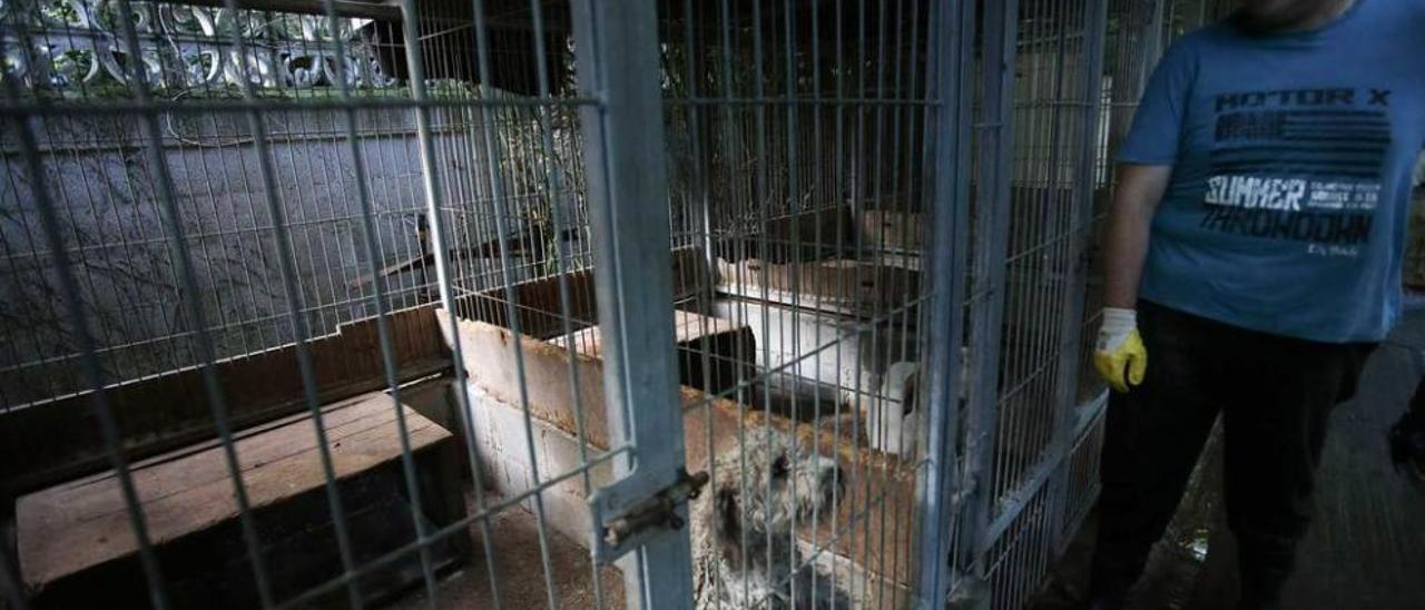 Un perro en una de las jaulas del albergue de animales de La Bolgachina.