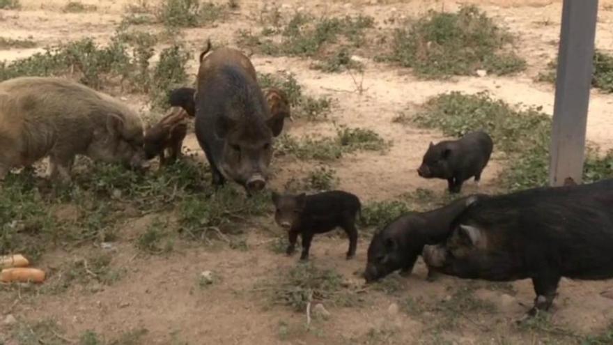 La Protectora de Animales de Alicante acoge a una veintena de "cerdolís" abandonados