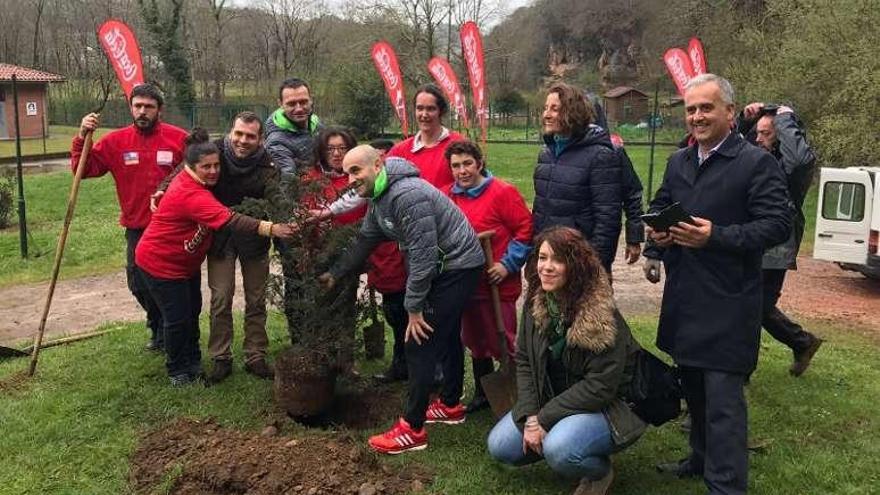 Repoblación con árboles autóctonos en el Frontón de Cangas de Onís.