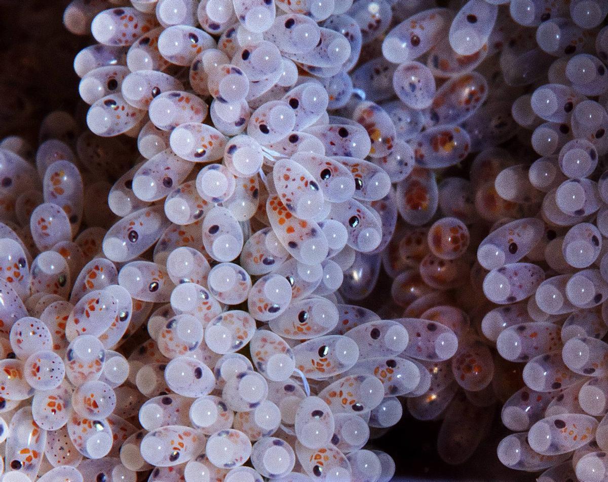 Bebés pulpo